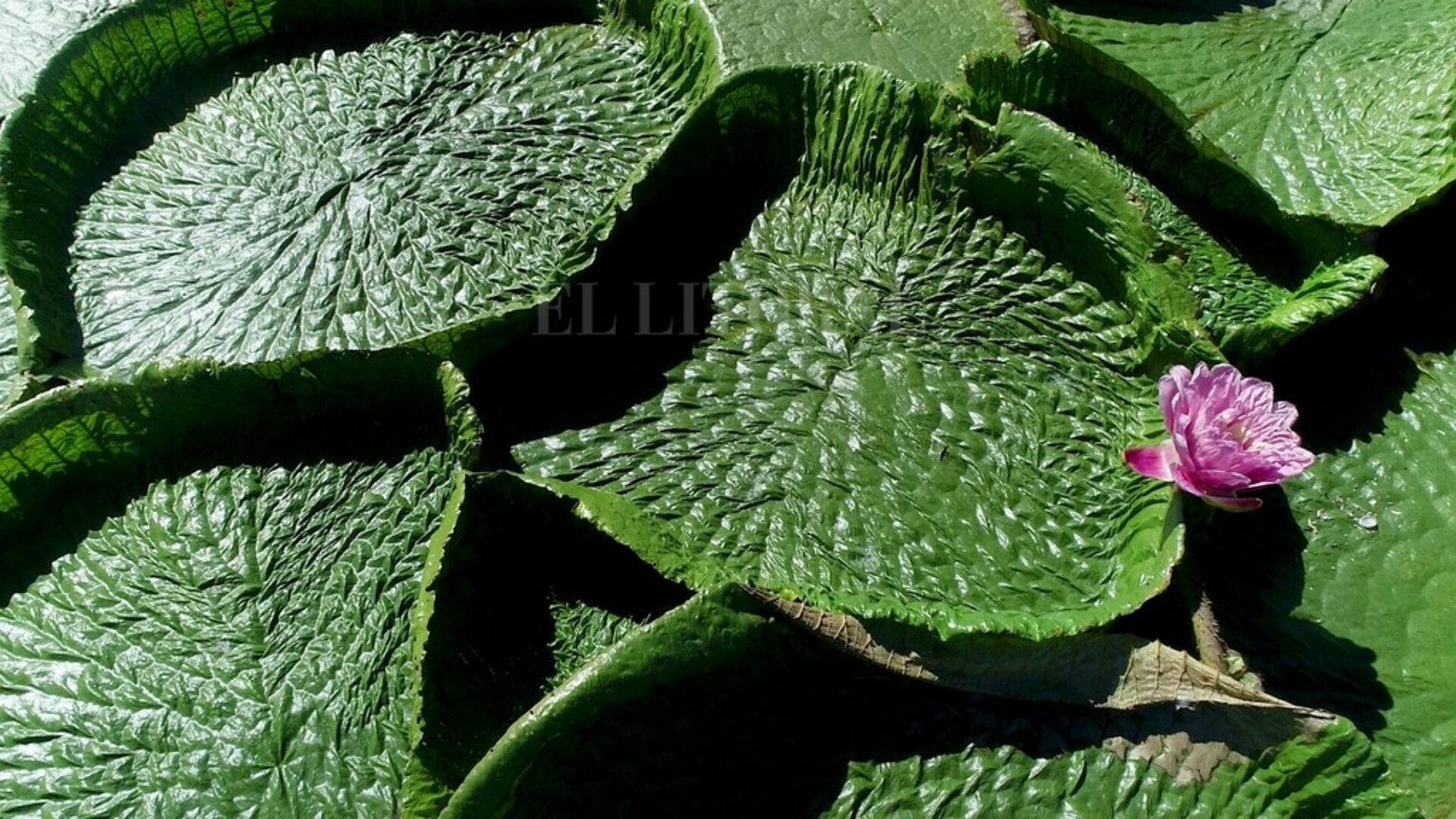 La planta acuática Irupé abunda en la zona del río Coronda.