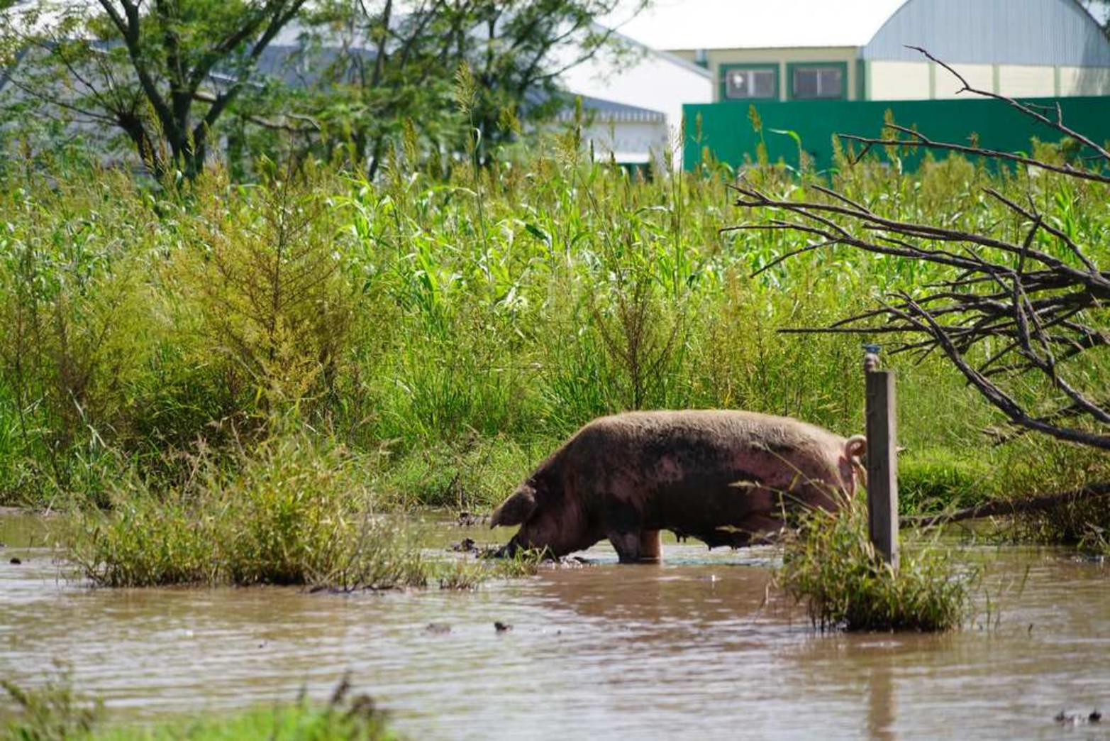 La Escuela Agrotécnica Nº 299 Carlos Sylvestre Begnis, lleva 55 años formando alumnos con especialidades en la producción rural. Hay 14 unidades didáctico-productivas. El predio es de 500 hectáreas.