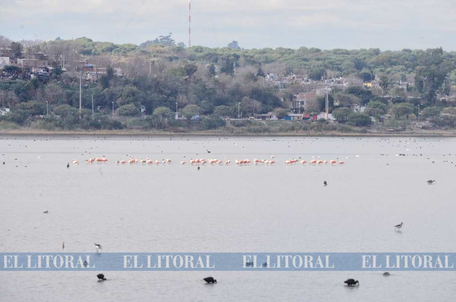 Los flaencos y las barrancas del río Paraná.