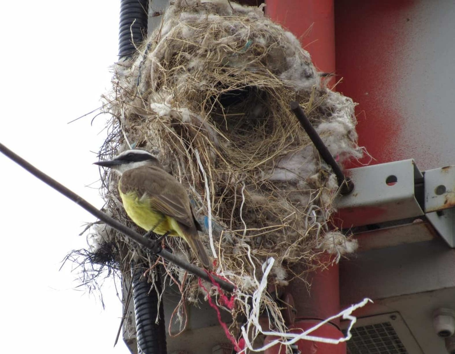 Hilos de plástico y guata sintética utilizados como material de nidificación por benteveo (Pitangus sulphuratus). El nido se construyó sobre una torre de comunicación.