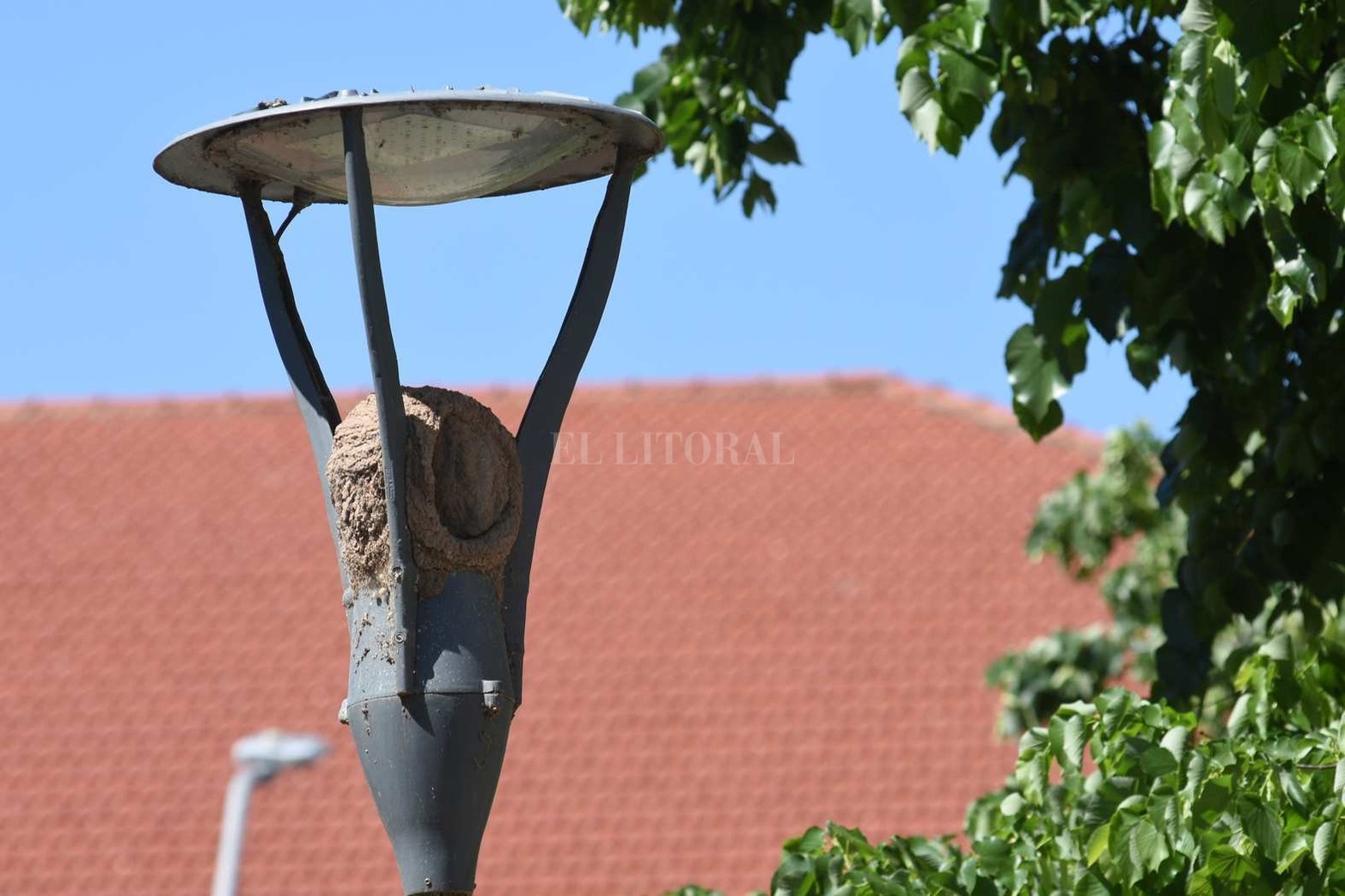 Los horneros se "enamoraron" de las farolas de la Plaza San Martín.