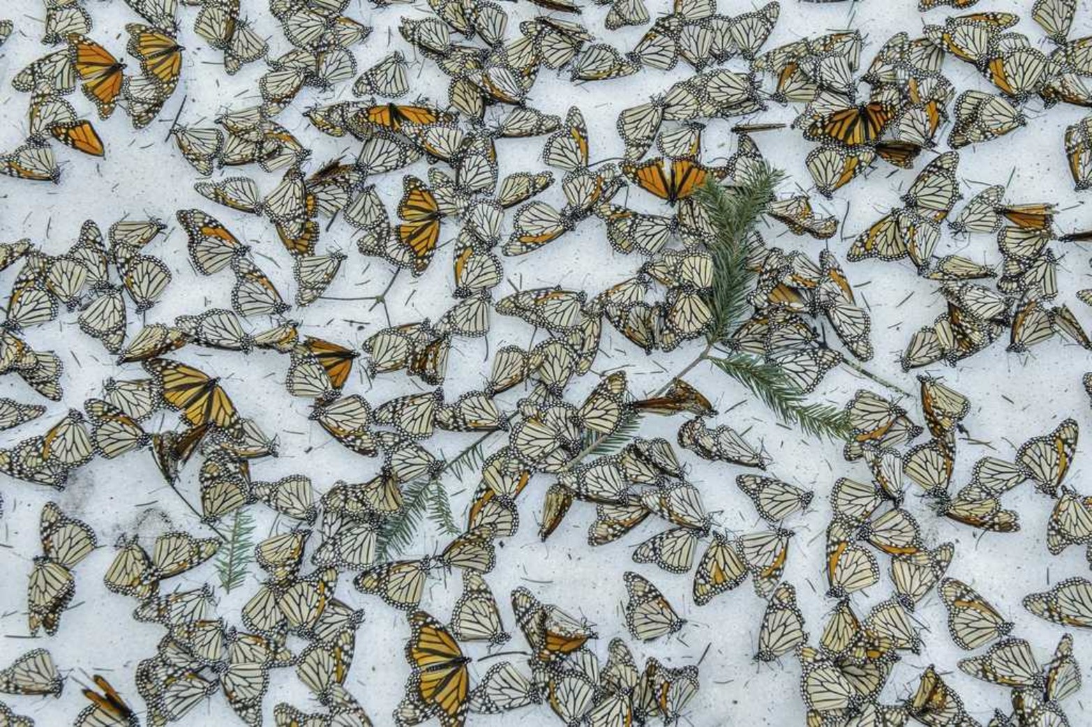 Tercer premio World Press Photo en la categoría de Naturaleza, tomada por el fotógrafo español Jaime Rojo. La imagen muestra un manto de mariposas monarca sobre la nieve en el santuario de mariposas de El Rosario en Michoacan (México), el 12 de marzo de 2017.
