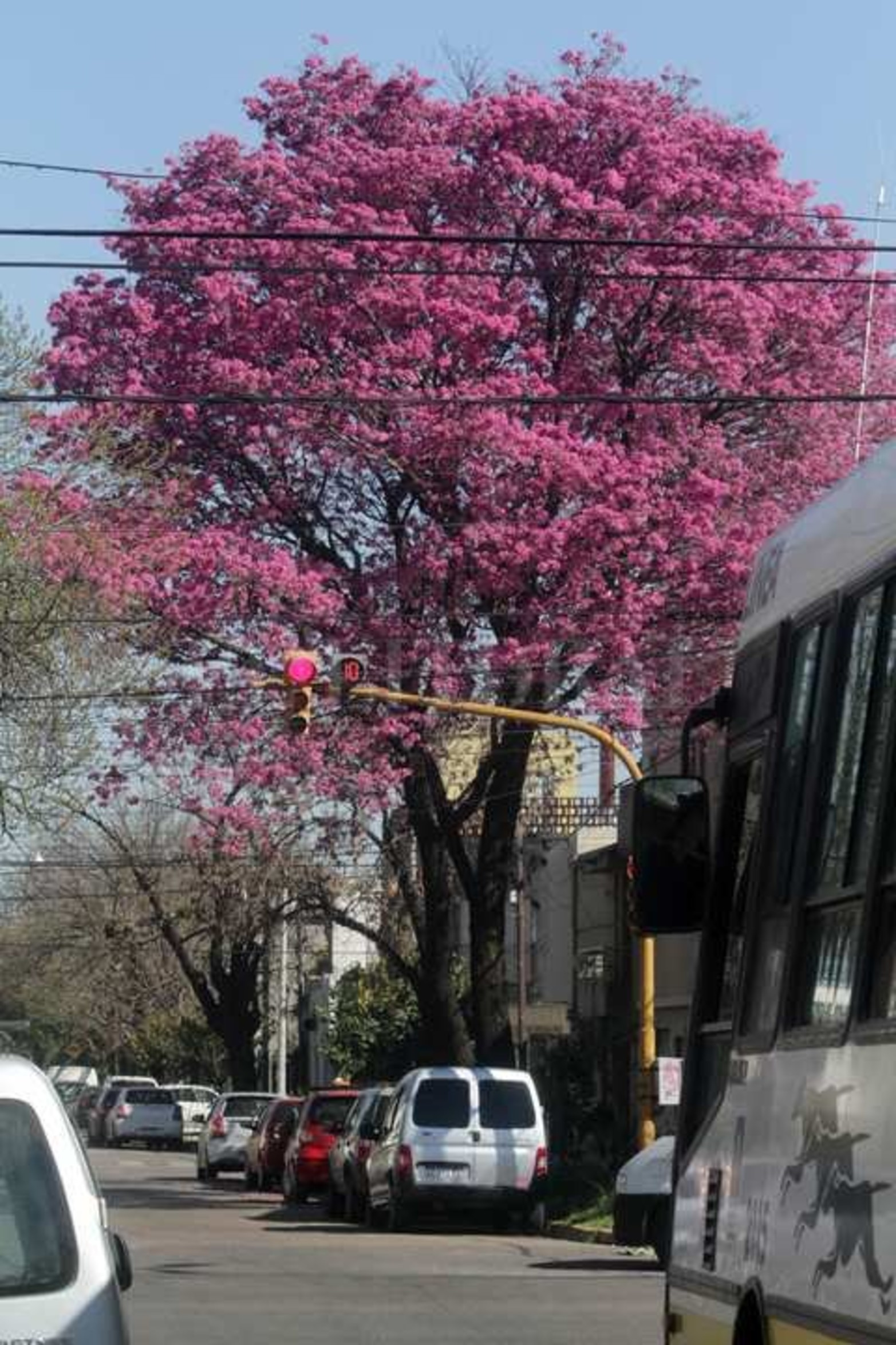 En Domingo Silva casi Aristóbulo del Valle.