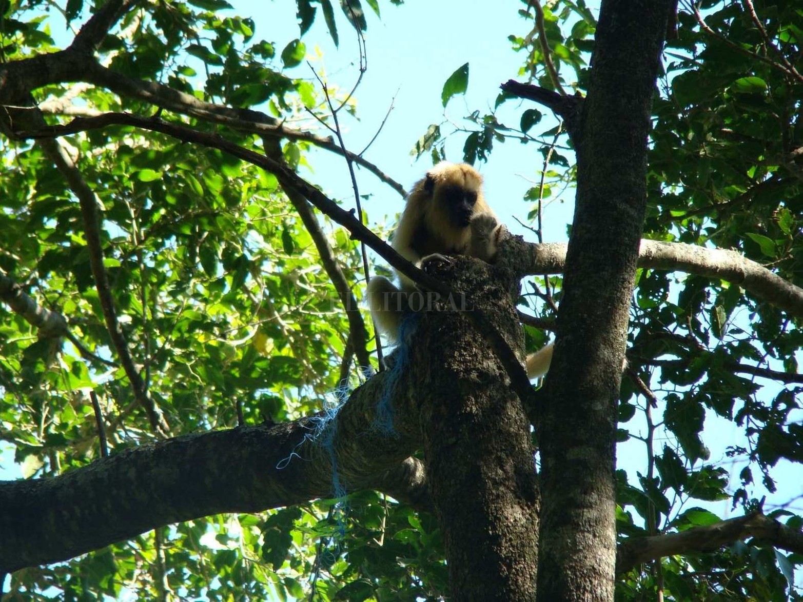Mono carayá (Alouatta caraya) enredada en una red de pesca abandonada enredada en sus patas traseras.