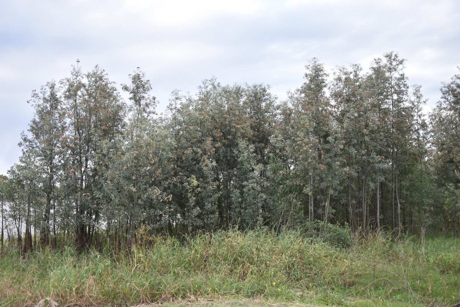 Un bosque de alisos. Una especie nativa de la costa de nuestro litoral.