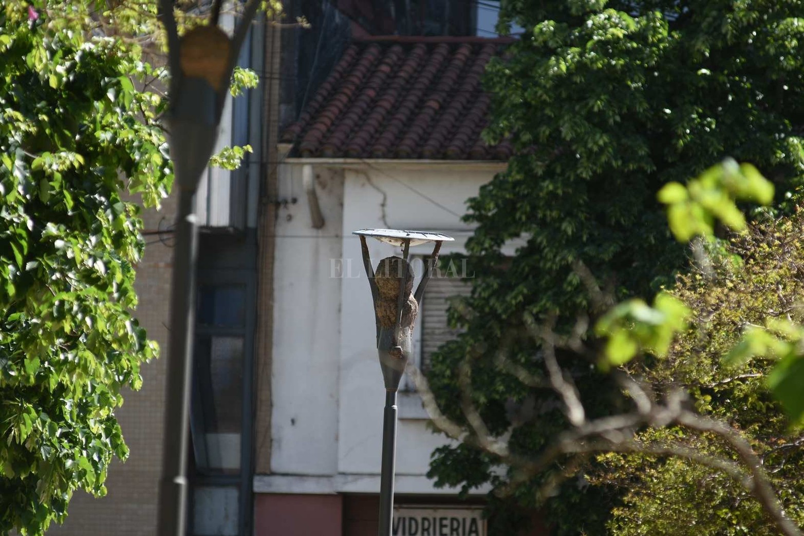 Los horneros se "enamoraron" de las farolas de la Plaza San Martín.