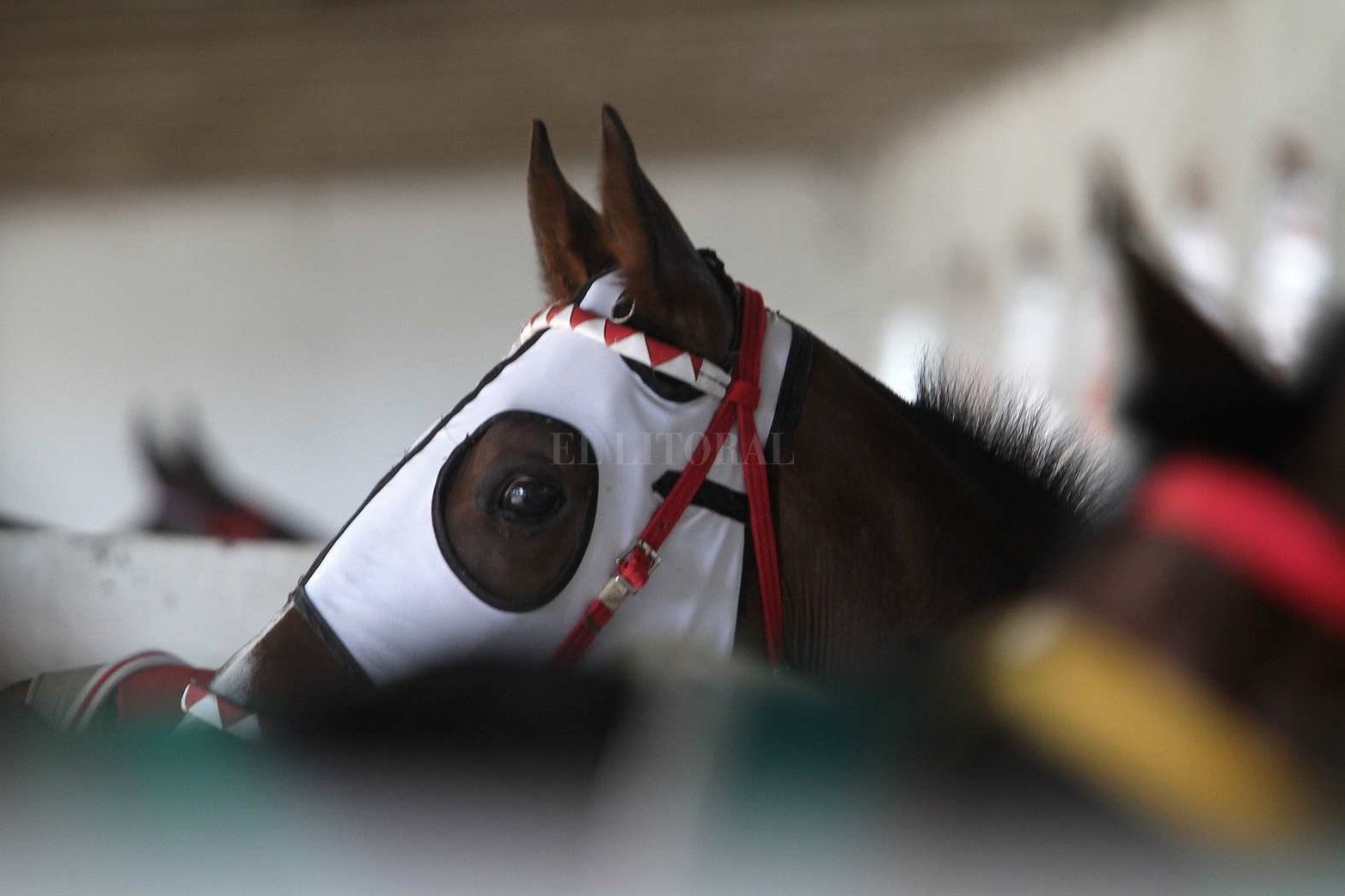 Vida cotidiana en el hipódromo de la Flores en la jornada de sábado con buena asistencia de público.