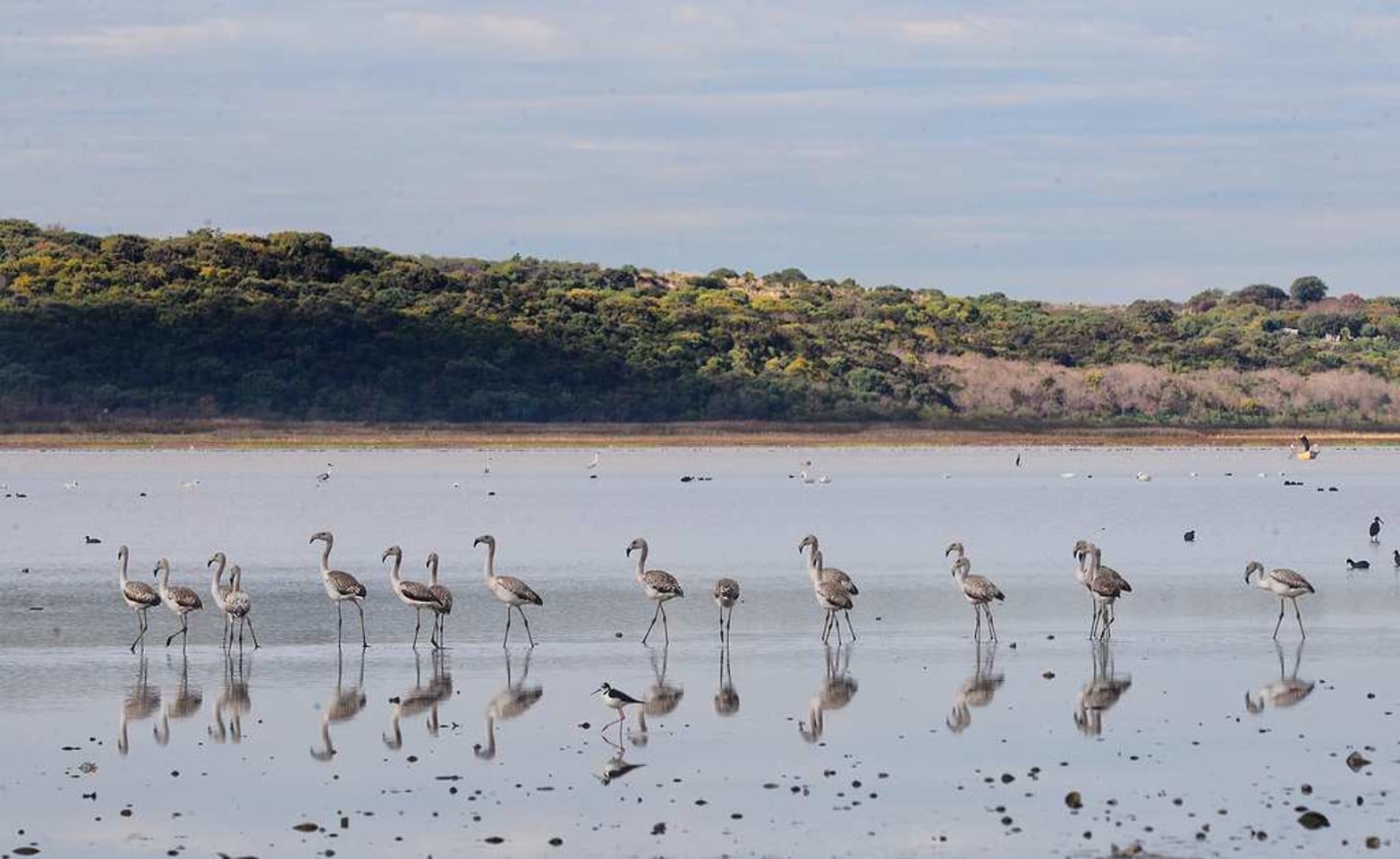 Imágenes nunca vistas. Una colonia de flamencos en Laguna Grande. La bajante histórica del río Paraná permite que se den este tipo de encuentro con la naturaleza.