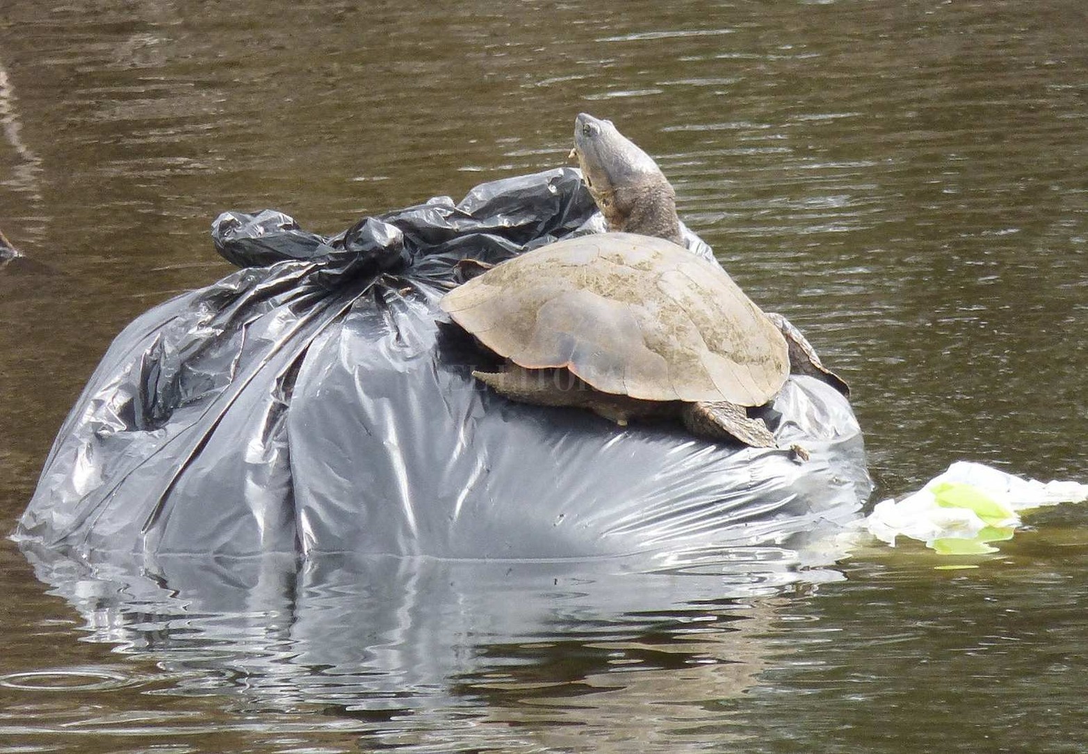 Tortuga de laguna ( Phrynops hilarii) utilizando una bolsa de basura flotante como lugar para asolearse.