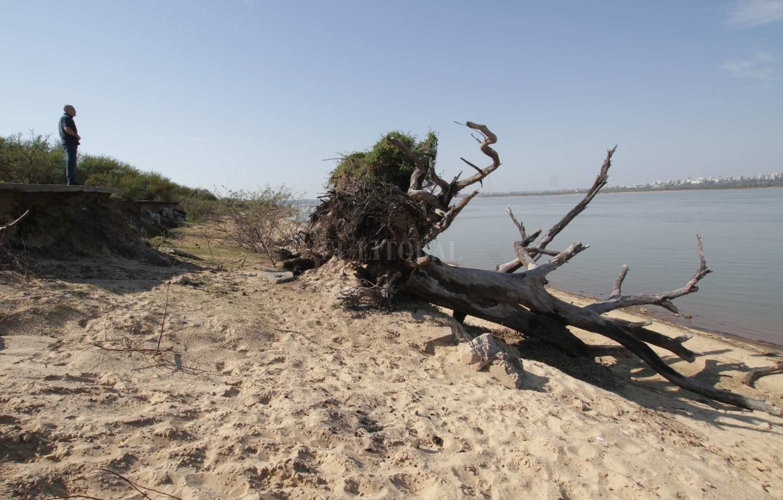 Añejos árboles de eucaliptos son derribado por la erosión de agua.
