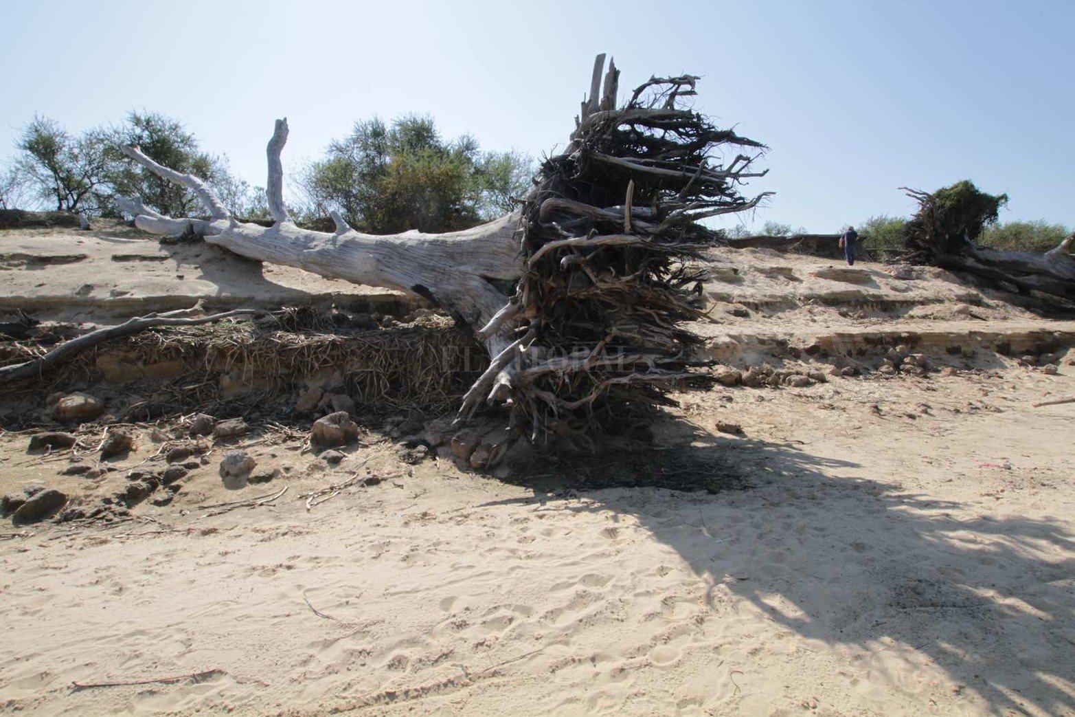Añejos árboles de eucaliptos son derribado por la erosión de agua.