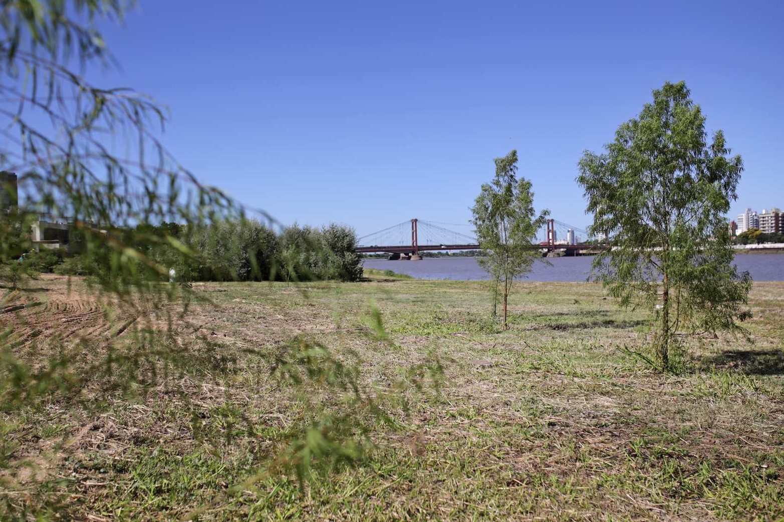 Con el puente colgante de fondo. Cerca de la rotonda de la costanera este donde mas se nota el crecimiento. La imagen pertenece al 25 de enero este año.