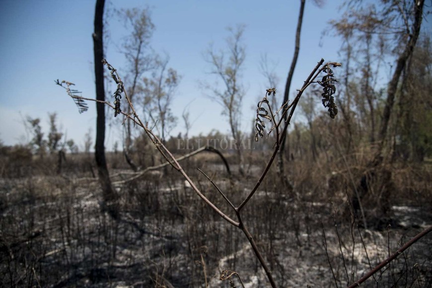 Incendio forestal en la zona de Rosario