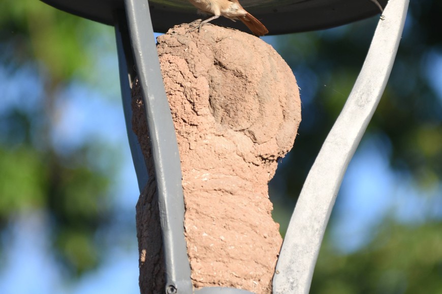 Casas de horneros "decoran" plaza San Martín