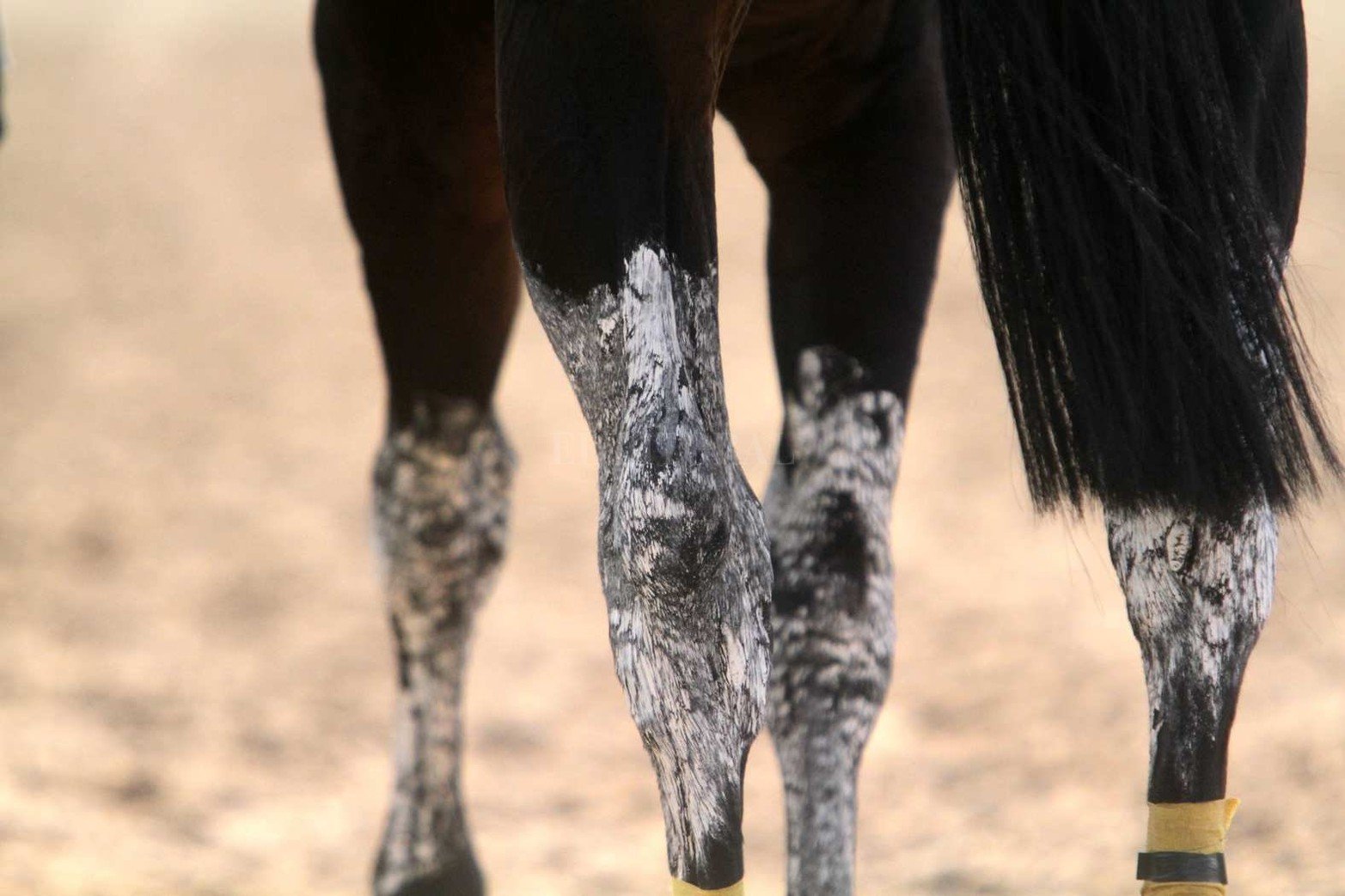 Vida cotidiana en el hipódromo de la Flores en la jornada de sábado con buena asistencia de público.