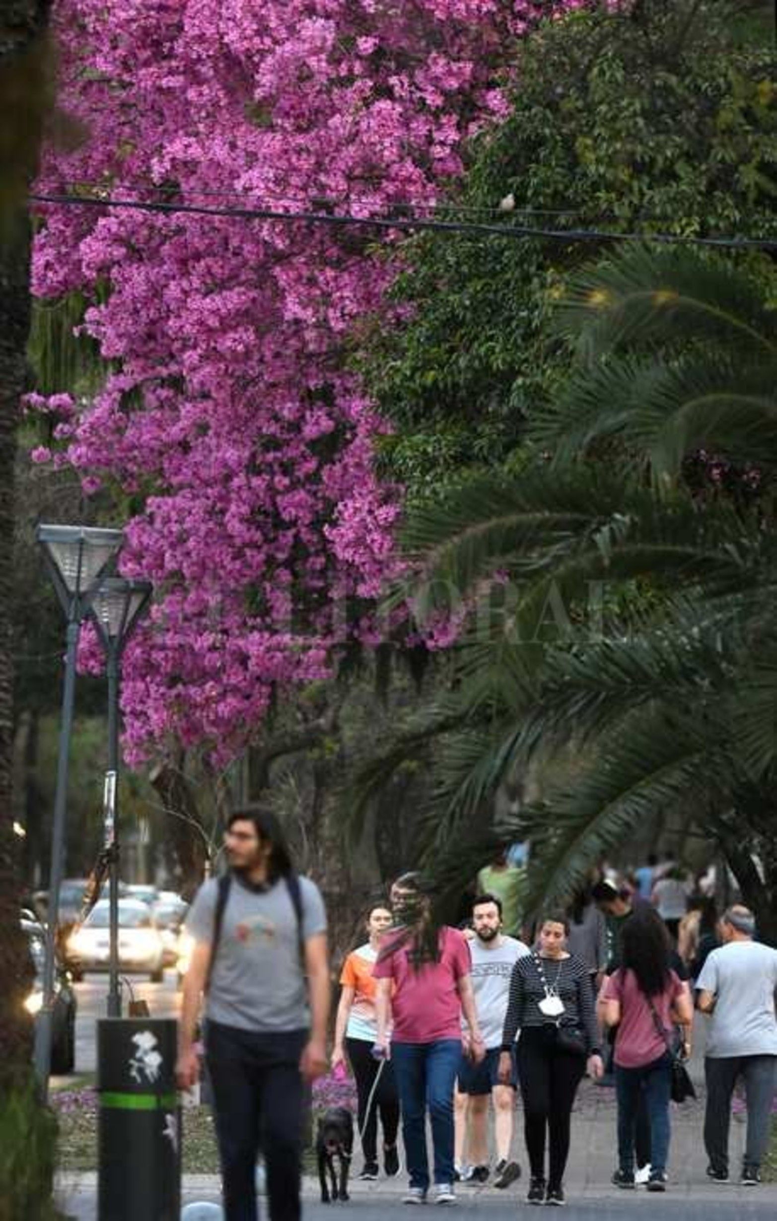 En boulevard Gálvez.