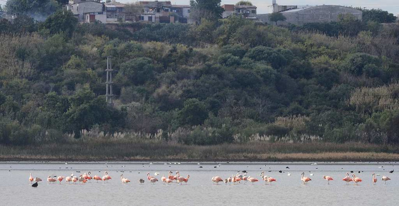 Imágenes nunca vistas. Una colonia de flamencos en Laguna Grande. La bajante histórica del río Paraná permite que se den este tipo de encuentro con la naturaleza.