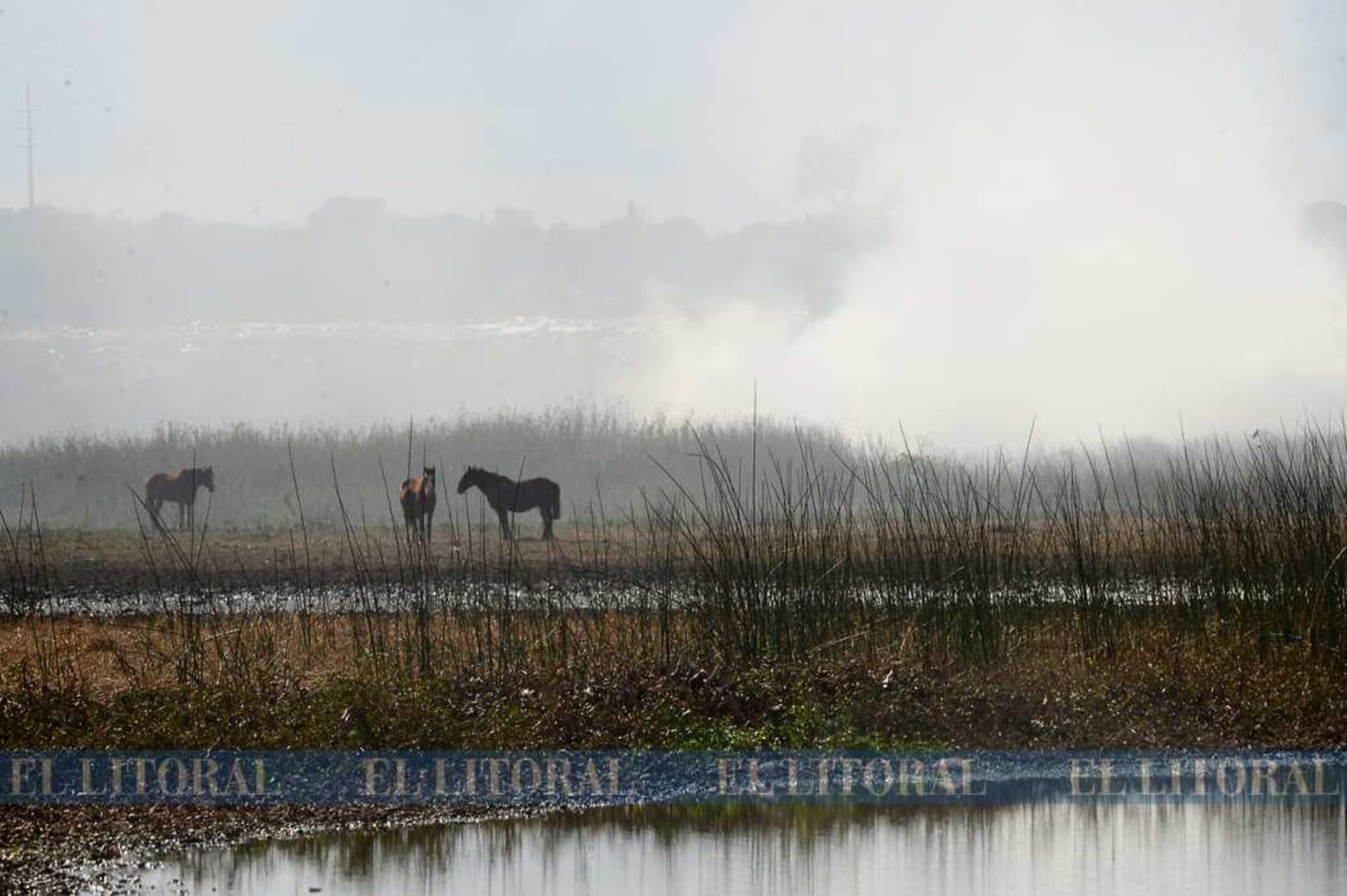 Contrastes. Un sector de la isla limita con el "Volcadero", que es donde la municipalidad de Paraná tira la basura y la tapa con tierra.