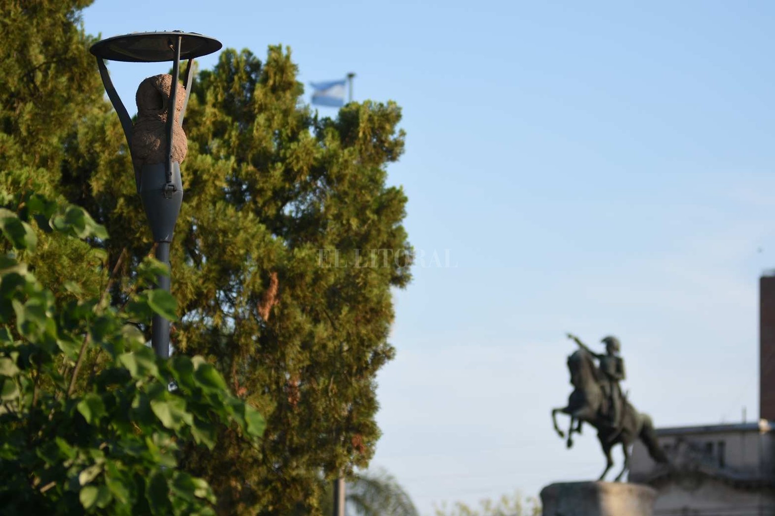 Los horneros se "enamoraron" de las farolas de la Plaza San Martín.