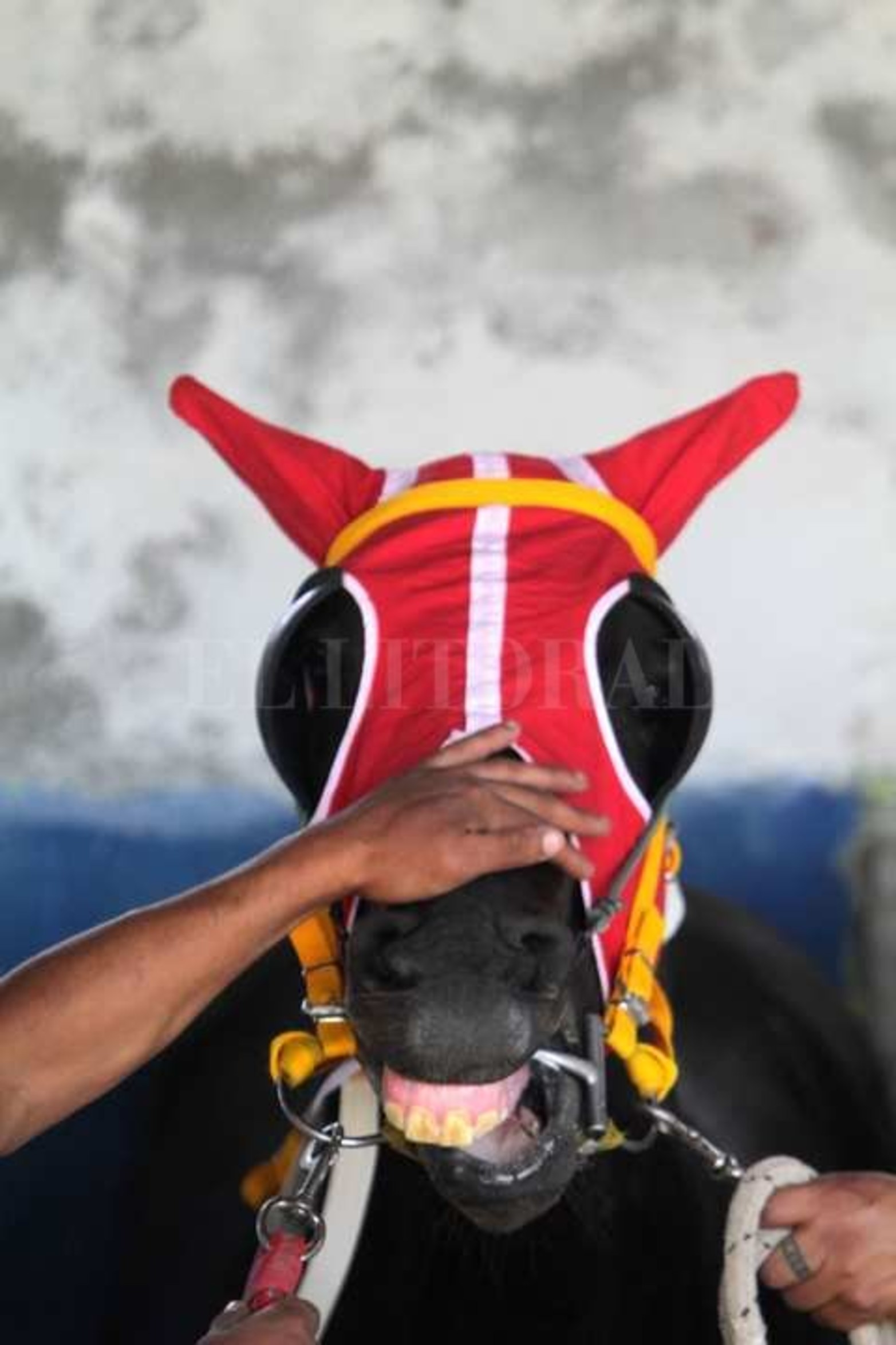 Vida cotidiana en el hipódromo de la Flores en la jornada de sábado con buena asistencia de público.