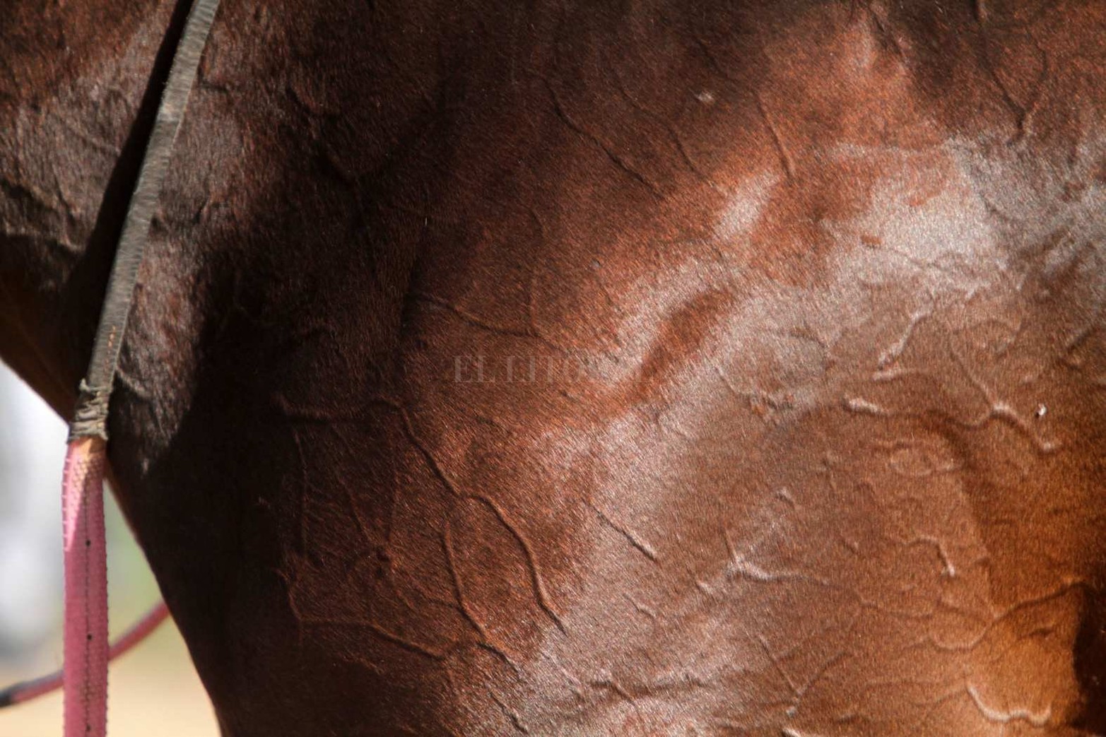 Vida cotidiana en el hipódromo de la Flores en la jornada de sábado con buena asistencia de público.