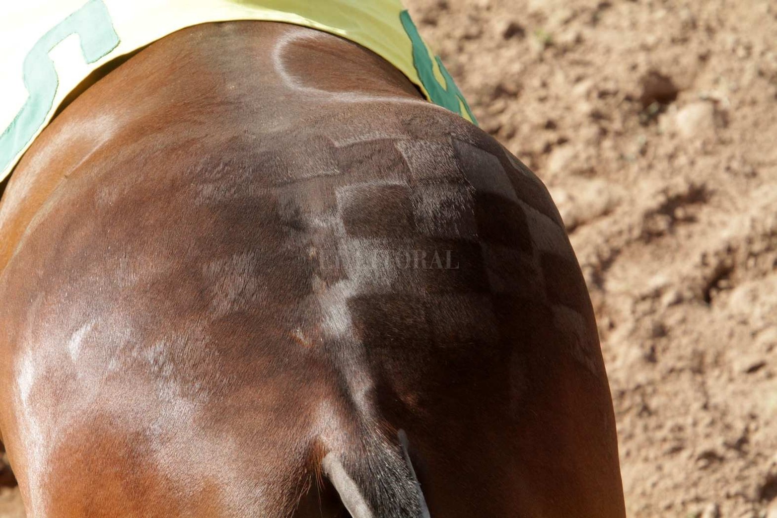 Vida cotidiana en el hipódromo de la Flores en la jornada de sábado con buena asistencia de público.