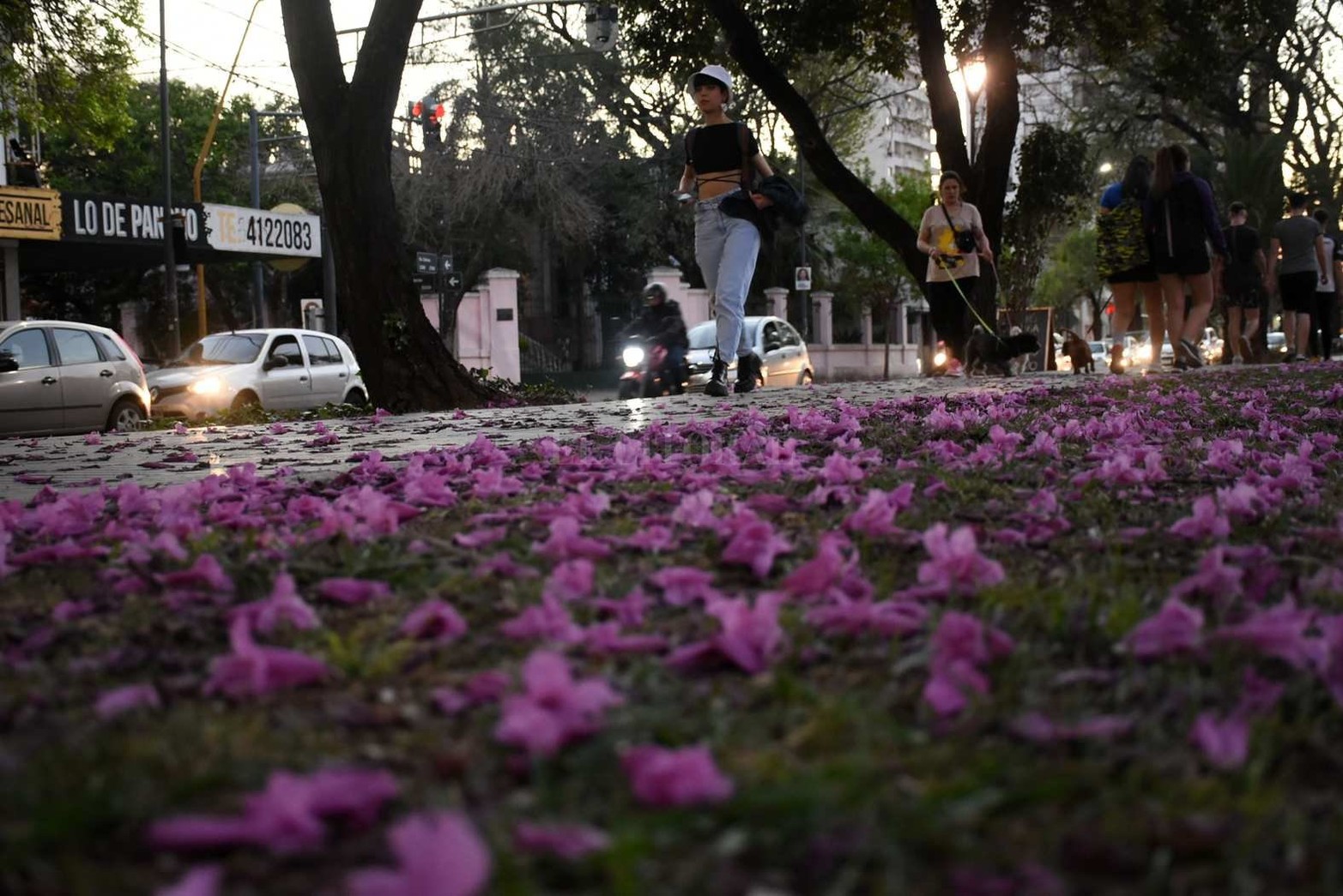 Cantero central de boulevard Gálvez.