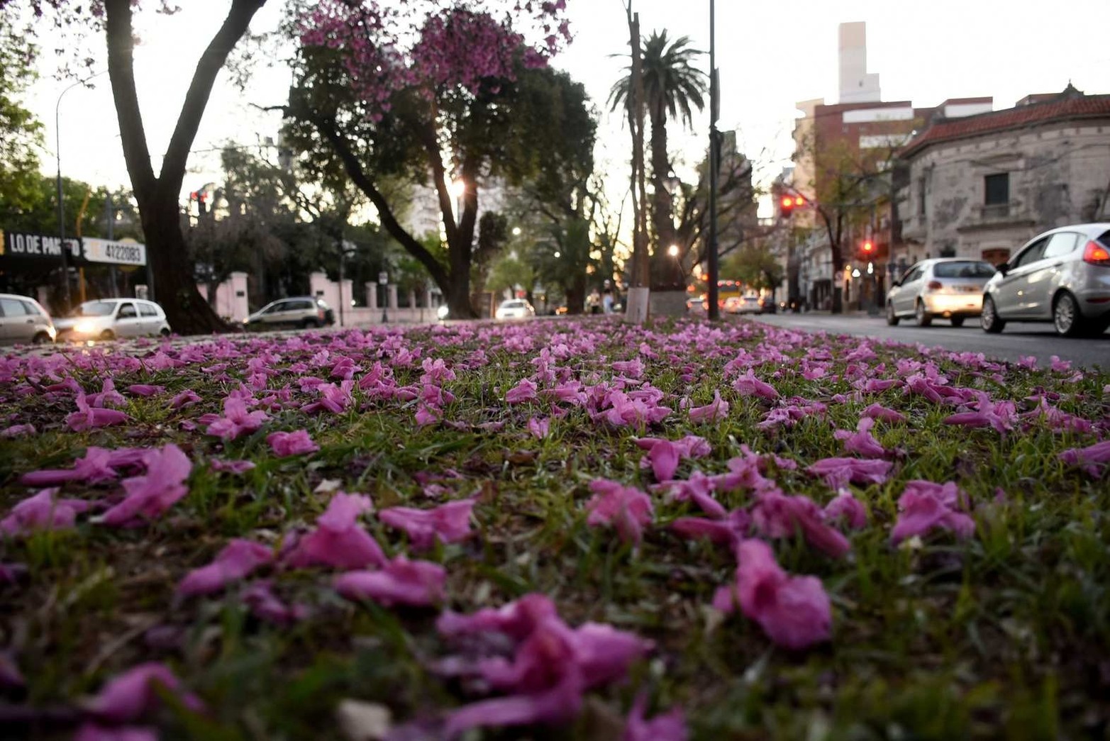 En boulevard Gálvez.