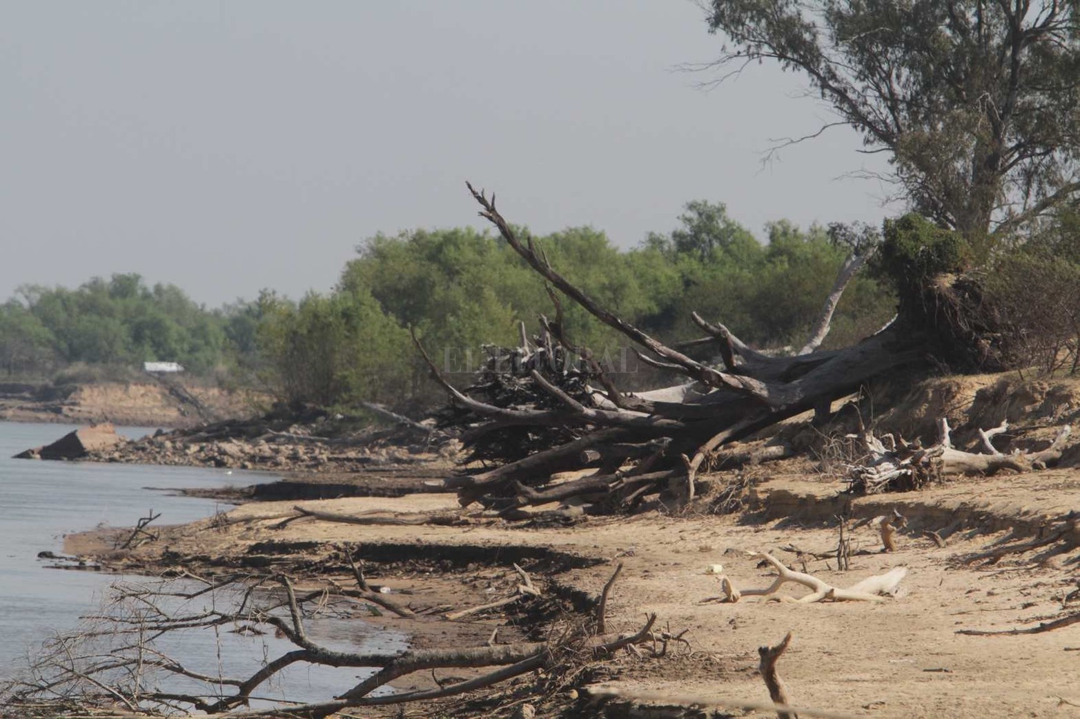Añejos árboles de eucaliptos son derribado por la erosión de agua.
