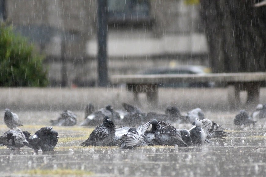 ELLITORAL_GALL_84713 |  Flavio Raina Un chaparrón y baño asegurado para las palomas de la plaza Colón. El miércoles pasado se registraron algunas precipitaciones en la capital santafesina durante la mañana pero el tiempo mejoró hacia el mediodía.