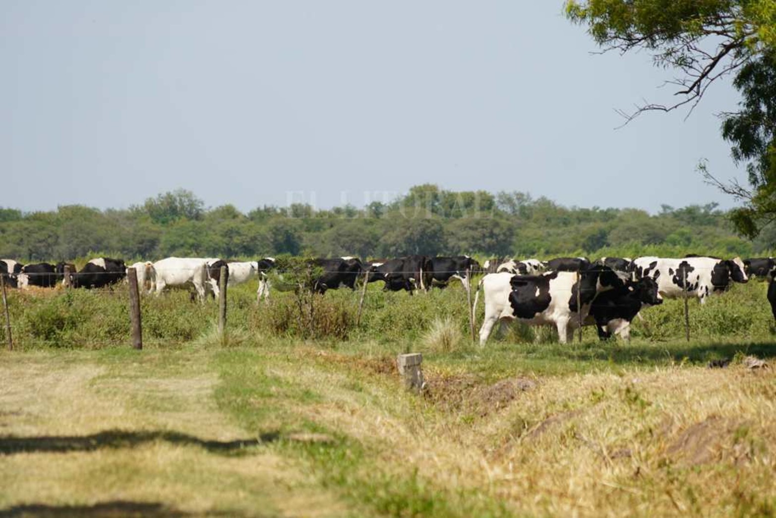 La Escuela Agrotécnica Nº 299 Carlos Sylvestre Begnis, lleva 55 años formando alumnos con especialidades en la producción rural. Hay 14 unidades didáctico-productivas. El predio es de 500 hectáreas.