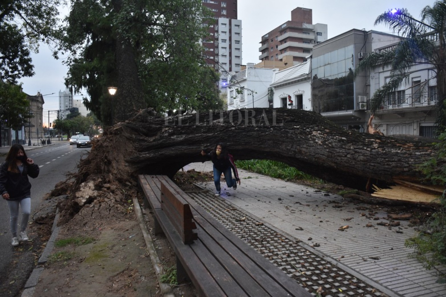 Las secuelas de la tormenta. El fuerte viento, con algo de lluvia, que azotó la región en el amanecer del jueves, dejó como saldo varios árboles caídos en la ciudad. En boulevar Gálvez y Güemes un añejo árbol de tipa cayó, volteó un palo borracho y la artería sur estuvo cortada durante la mañana. Flavio Raina