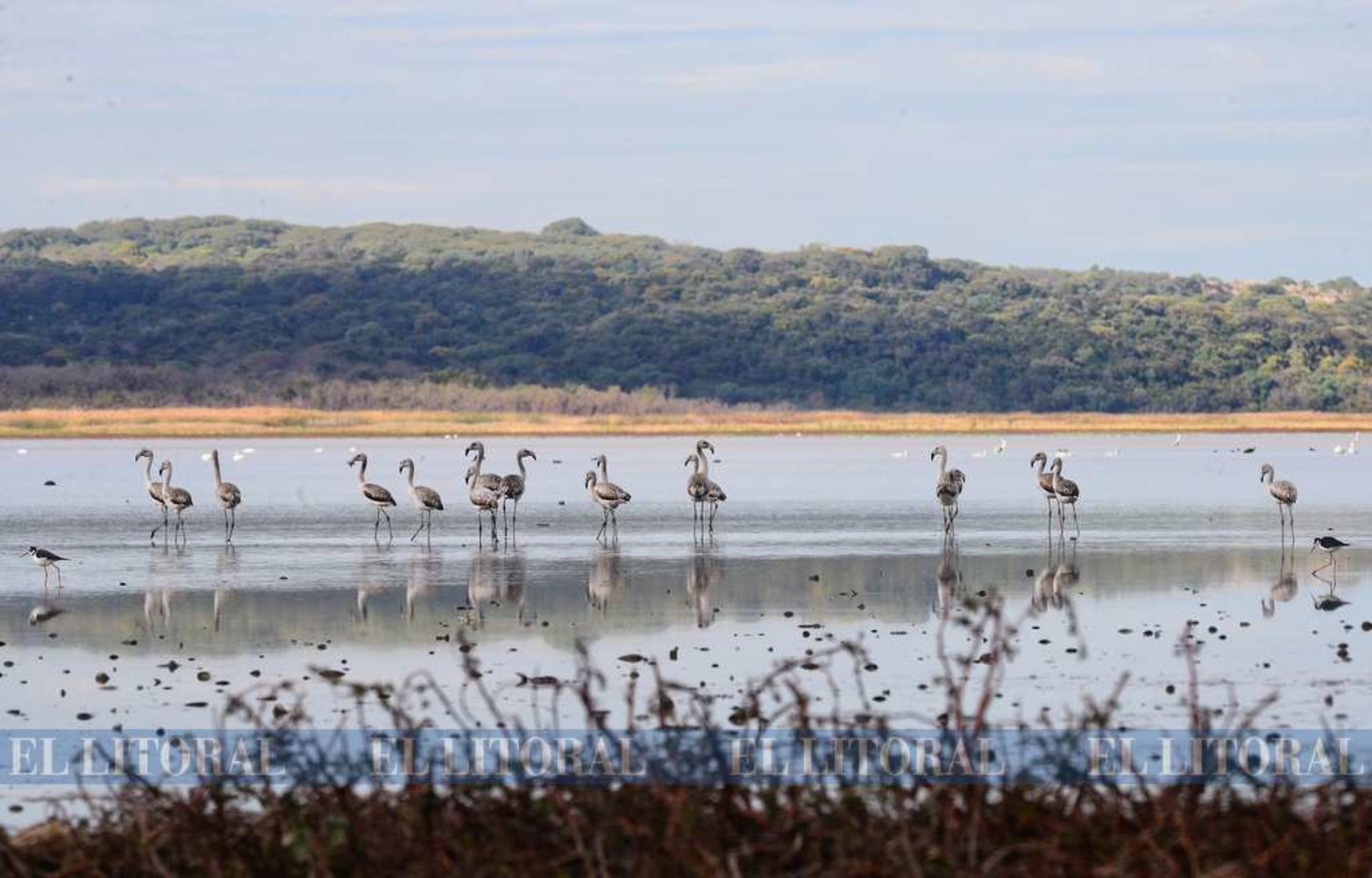 Imágenes nunca vistas. Una colonia de flamencos en Laguna Grande. La bajante histórica del río Paraná permite que se den este tipo de encuentro con la naturaleza.