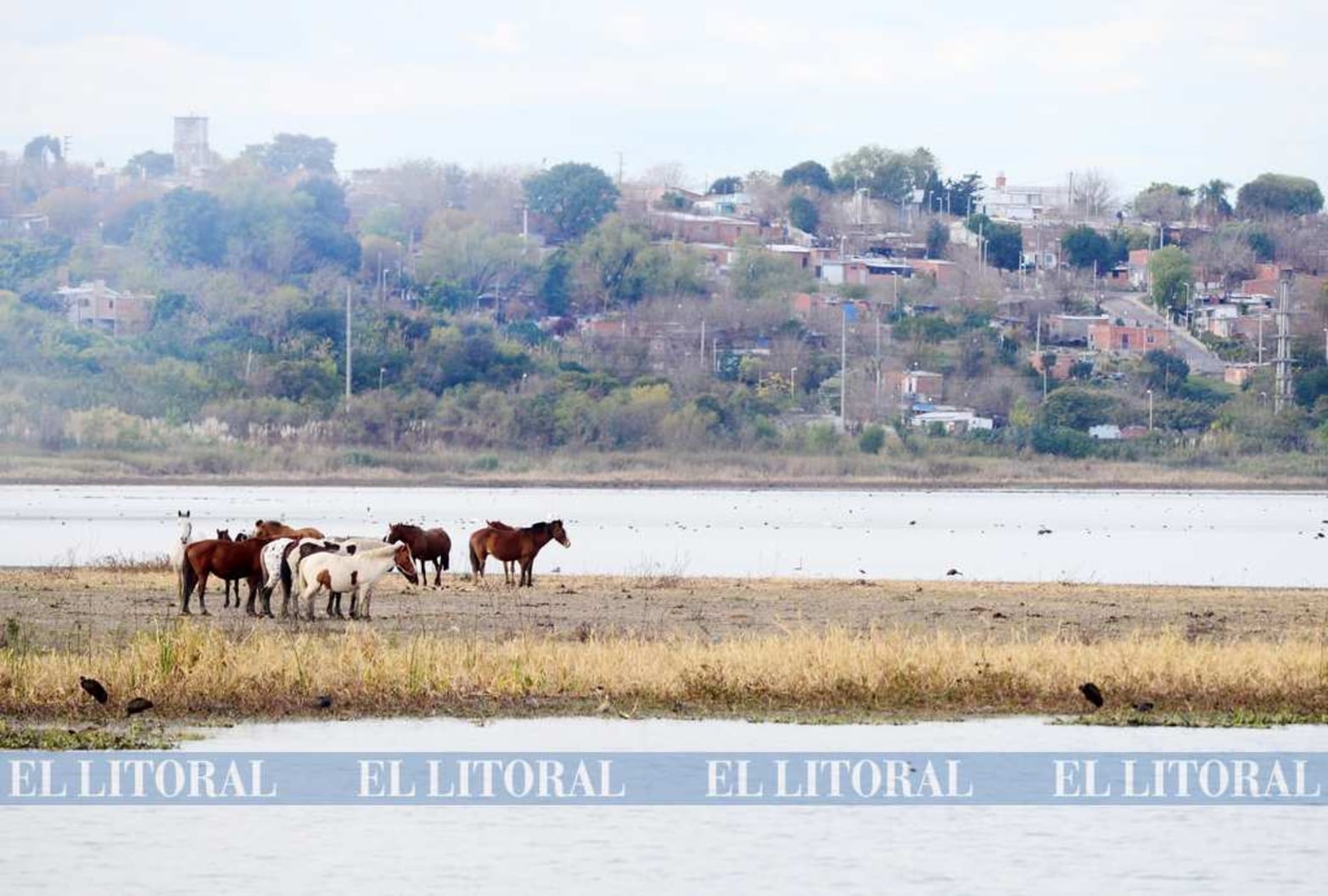 Caballos para el cirugeo con la basura son llevados a pastar a la isla.