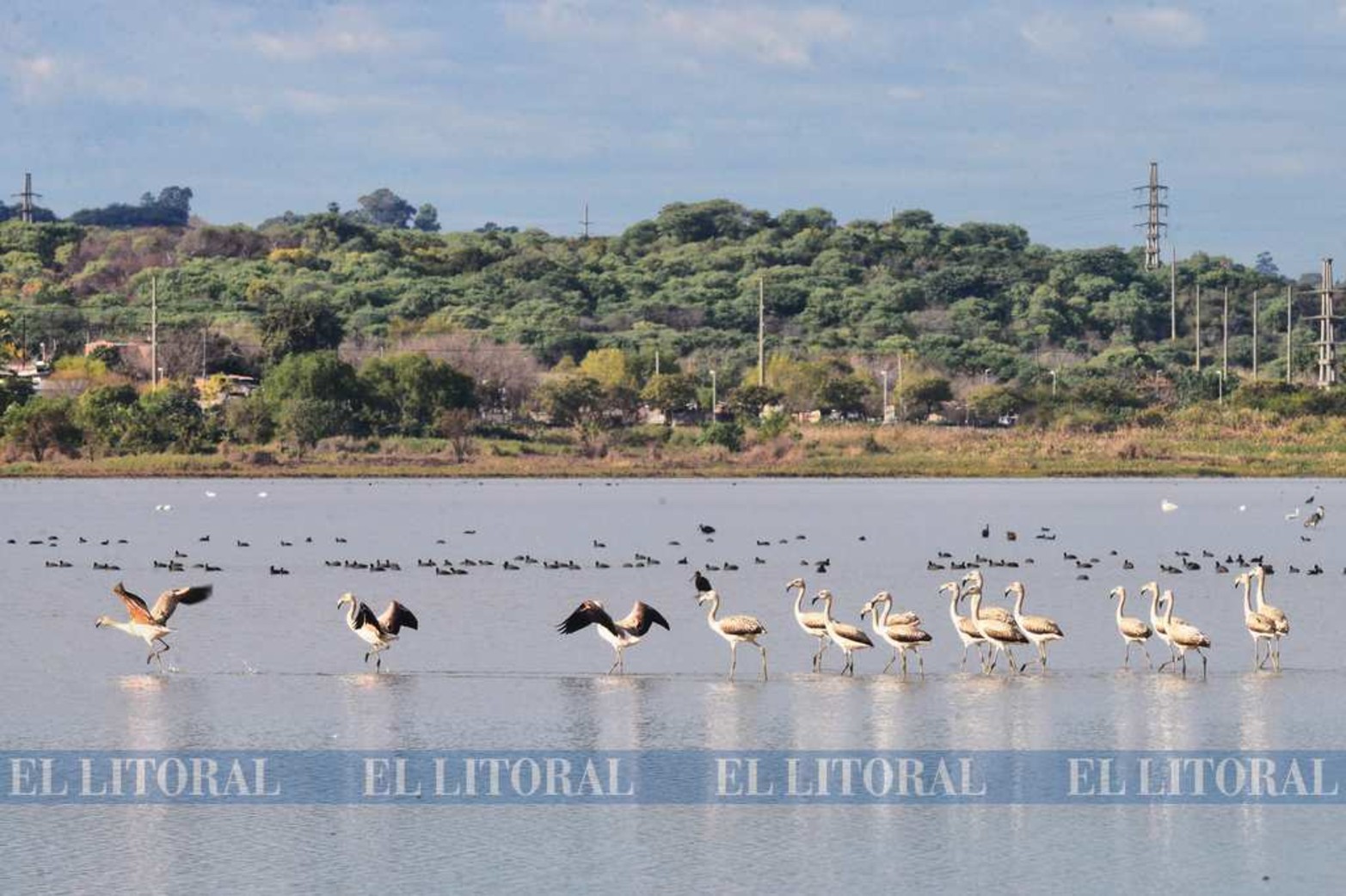 Imágenes nunca vistas. Una colonia de flamencos en Laguna Grande. La bajante histórica del río Paraná permite que se den este tipo de encuentro con la naturaleza.