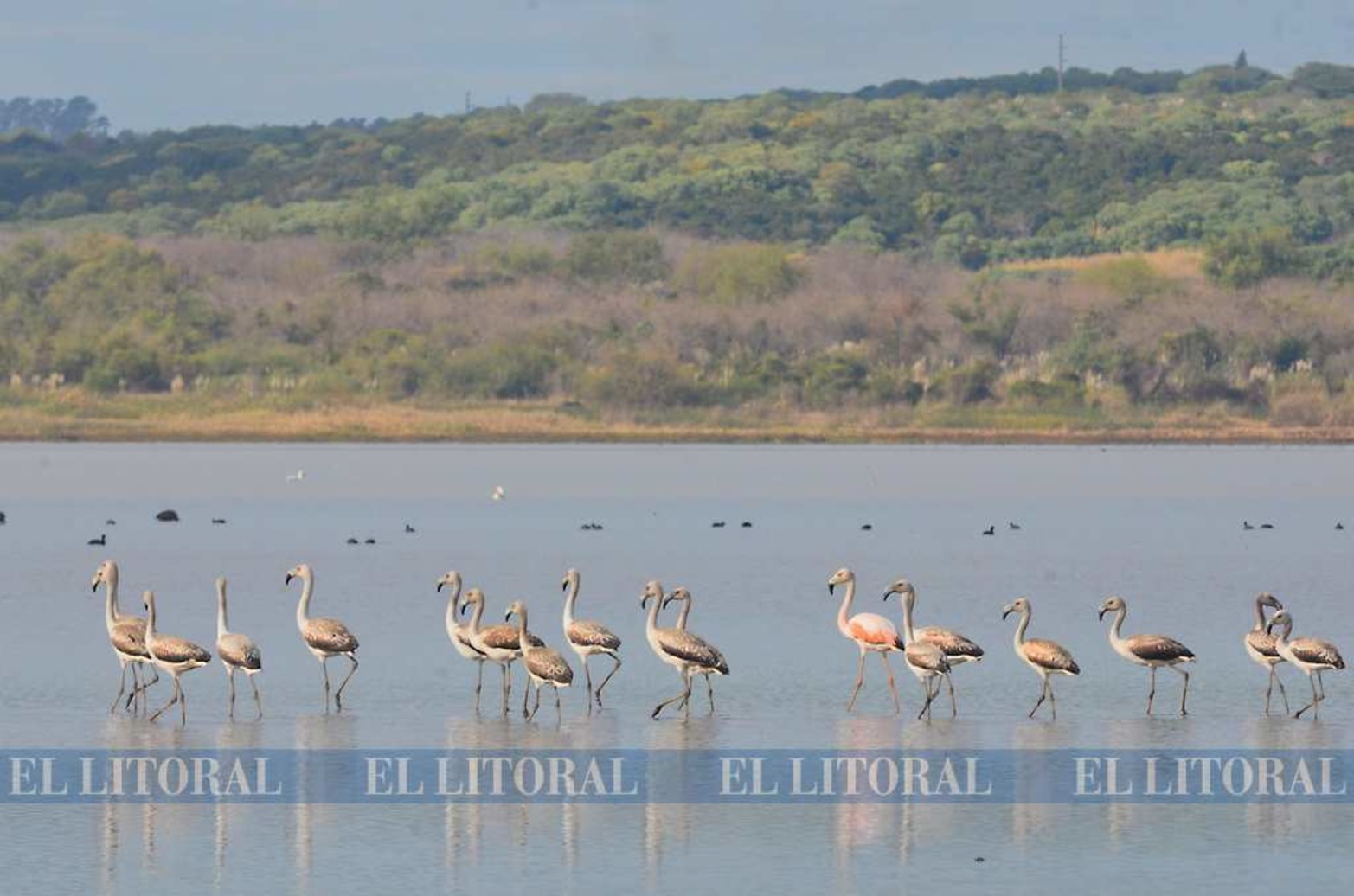 Imágenes nunca vistas. Una colonia de flamencos en Laguna Grande. La bajante histórica del río Paraná permite que se den este tipo de encuentro con la naturaleza.