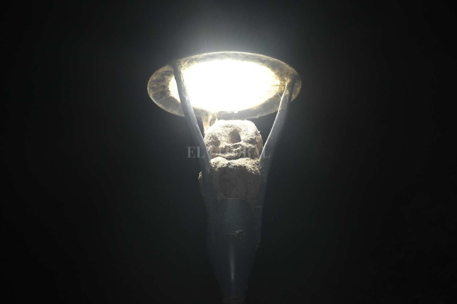 Los horneros se "enamoraron" de las farolas de la Plaza San Martín.