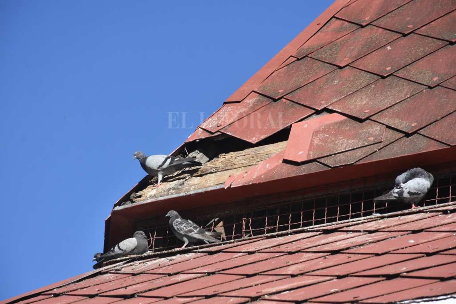 En el techo, se siguen observando agujeros por donde salen y entran palomas.