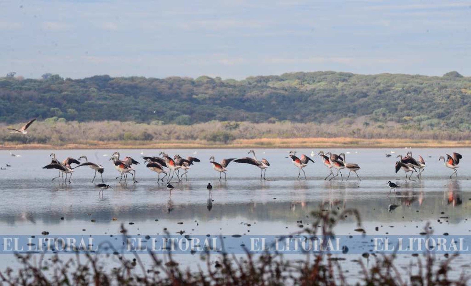 Imágenes nunca vistas. Una colonia de flamencos en Laguna Grande. La bajante histórica del río Paraná permite que se den este tipo de encuentro con la naturaleza.