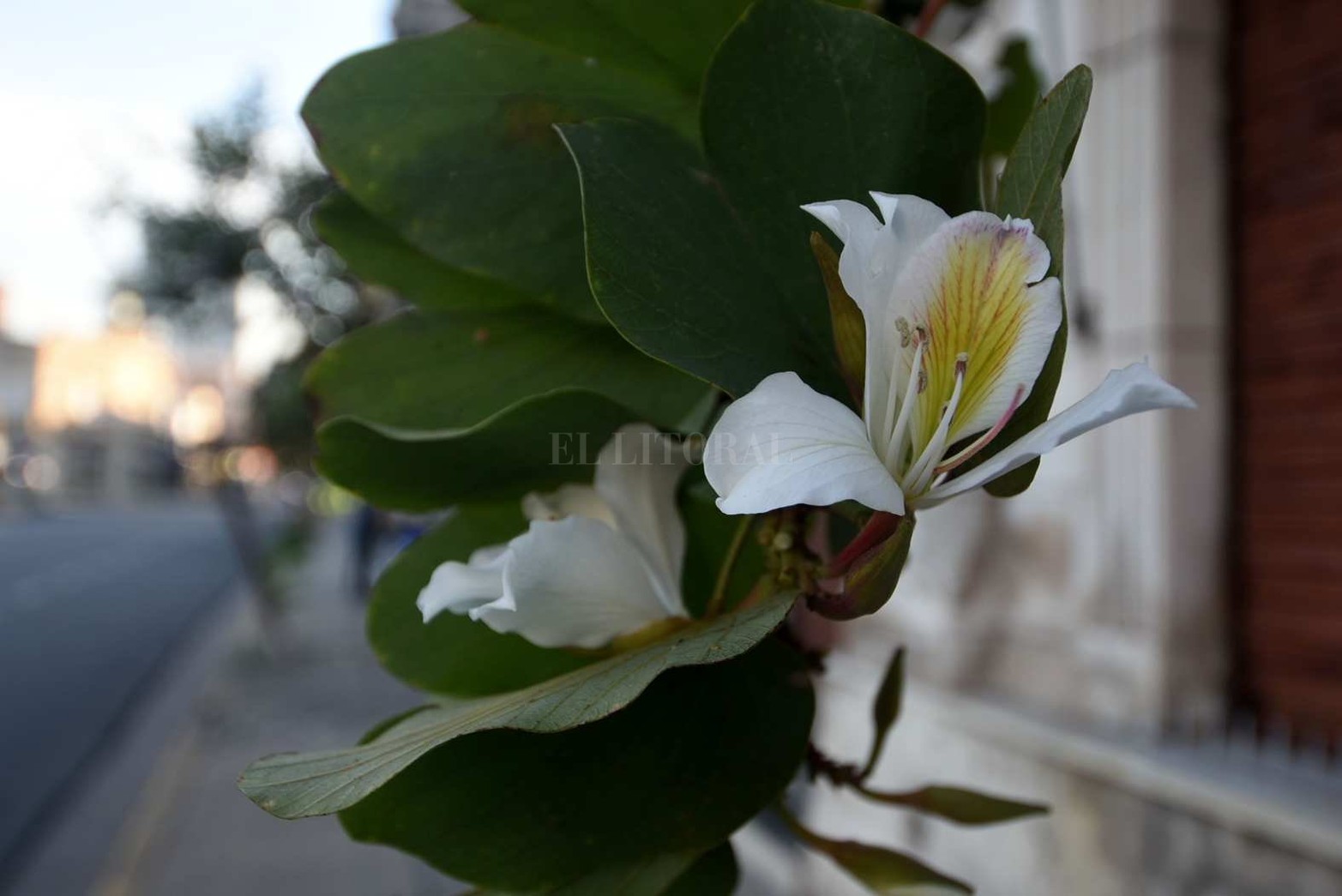 En calle Rivadavia, en la vereda de bar Tokio Norte (plaza España).