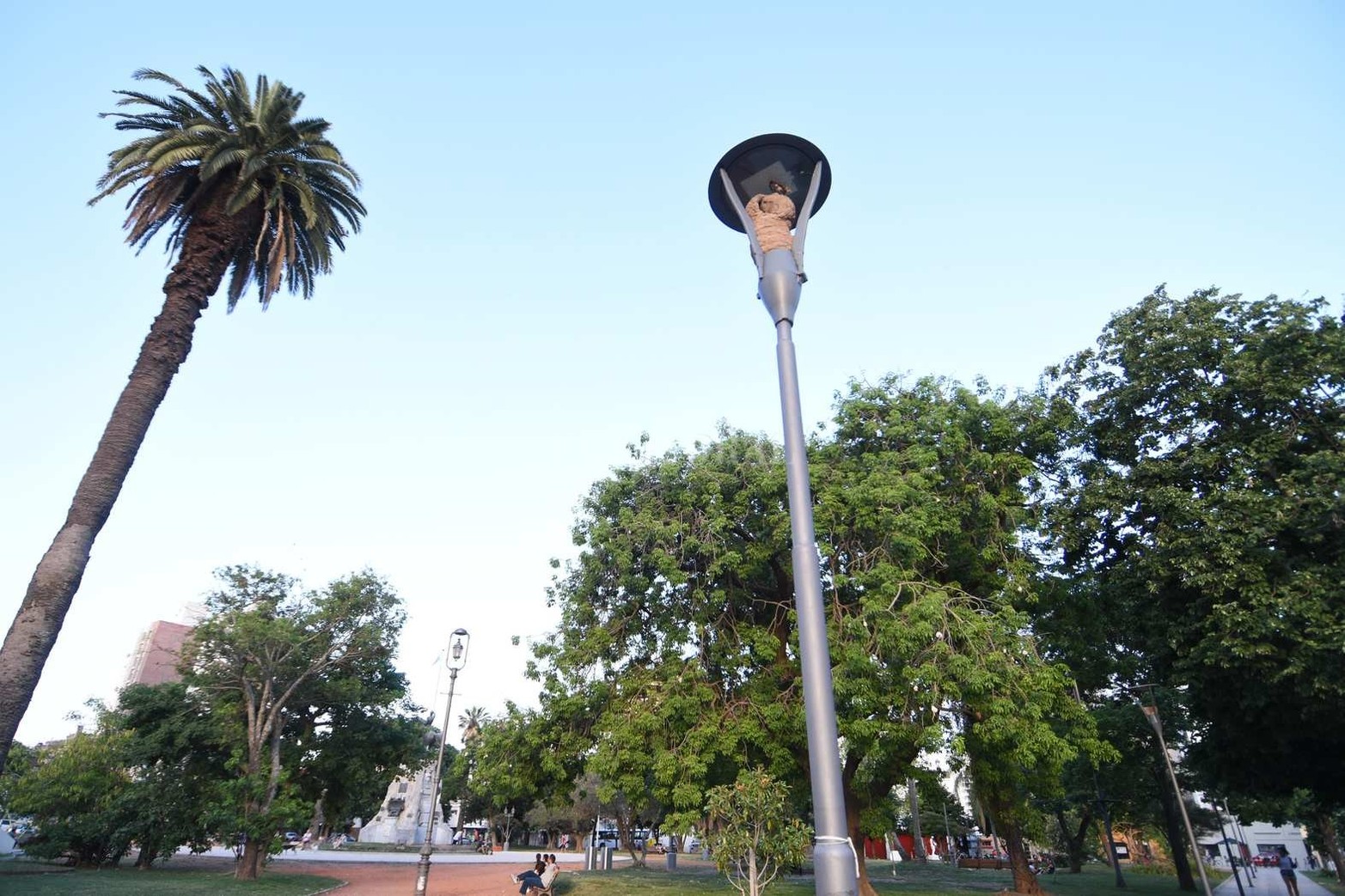 Los horneros se "enamoraron" de las farolas de la Plaza San Martín.