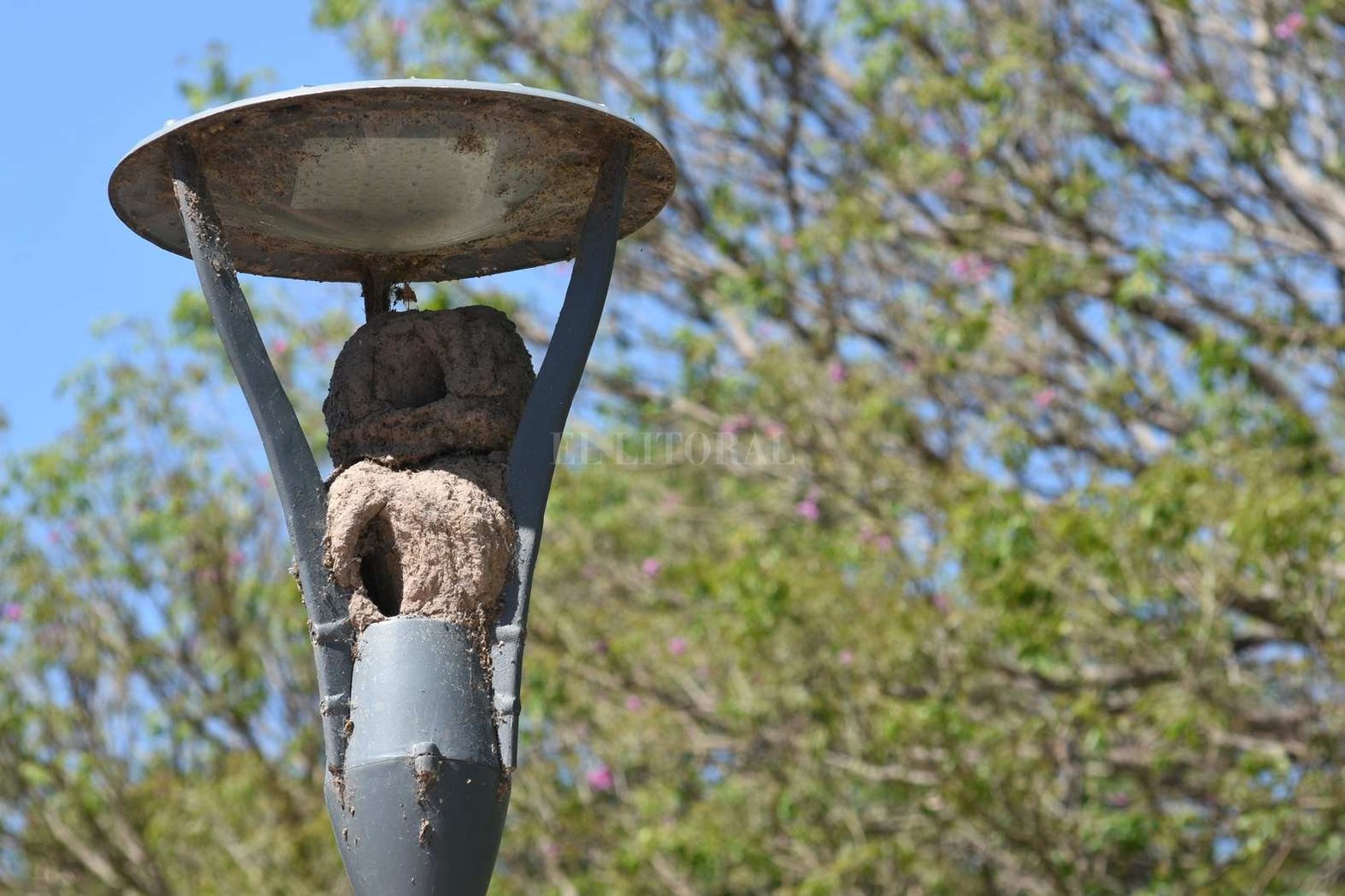 Los horneros se "enamoraron" de las farolas de la Plaza San Martín.