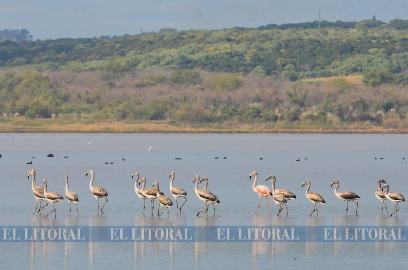 Imágenes nunca vistas. Una colonia de flamencos en Laguna Grande. La bajante histórica del río Paraná permite que se den este tipo de encuentro con la naturaleza.