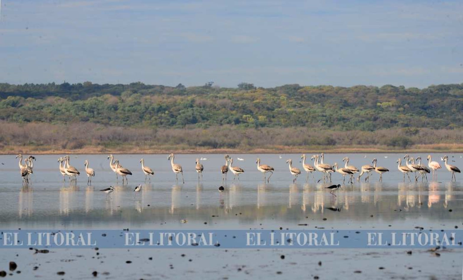 Imágenes nunca vistas. Una colonia de flamencos en Laguna Grande. La bajante histórica del río Paraná permite que se den este tipo de encuentro con la naturaleza.