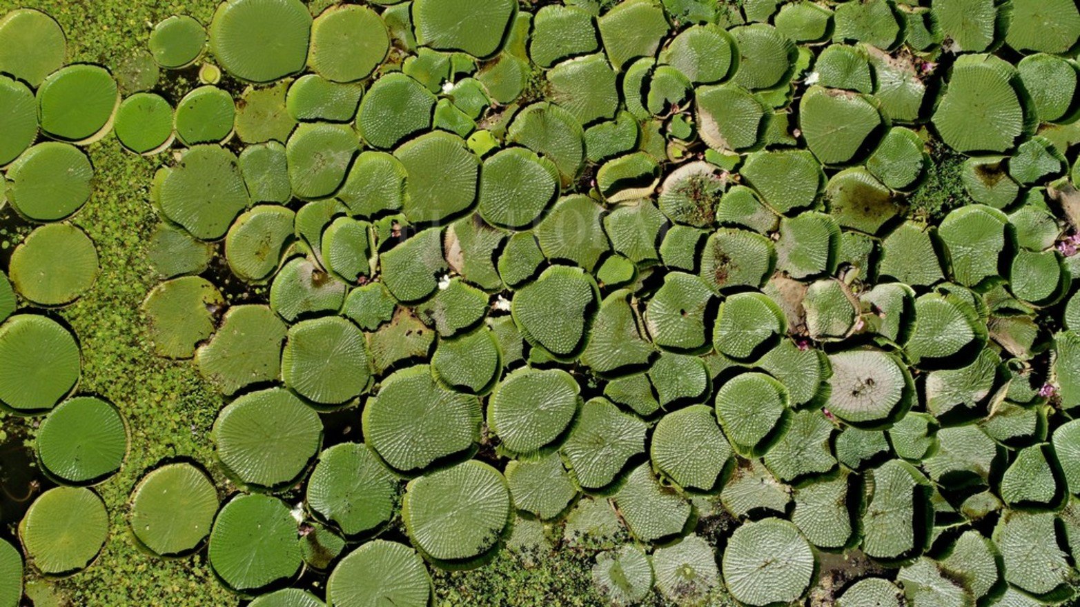 La planta acuática Irupé abunda en la zona del río Coronda.