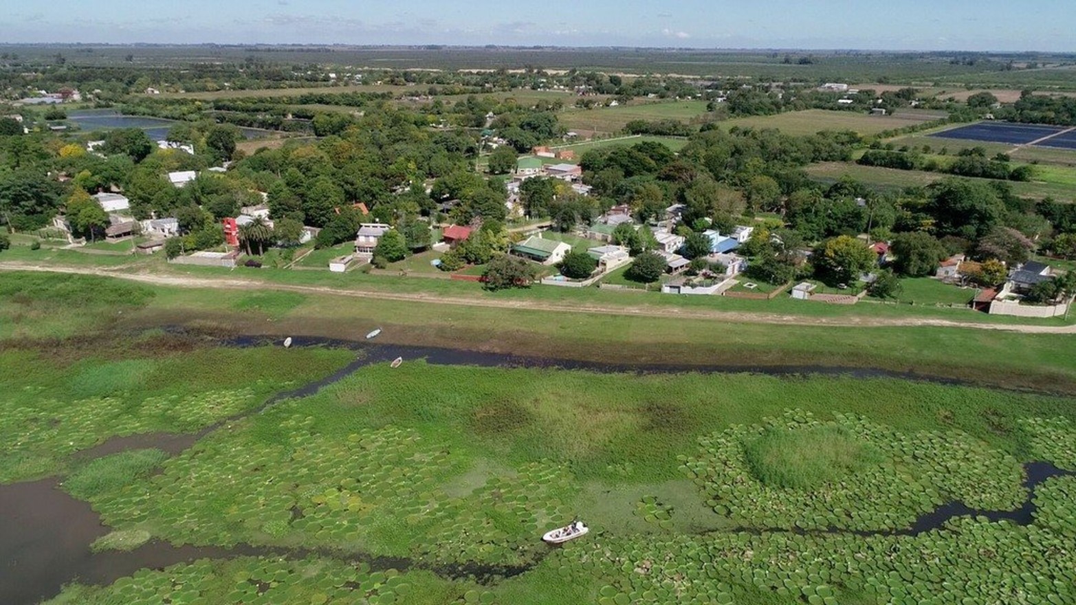 La planta acuática Irupé abunda en la zona del río Coronda.
