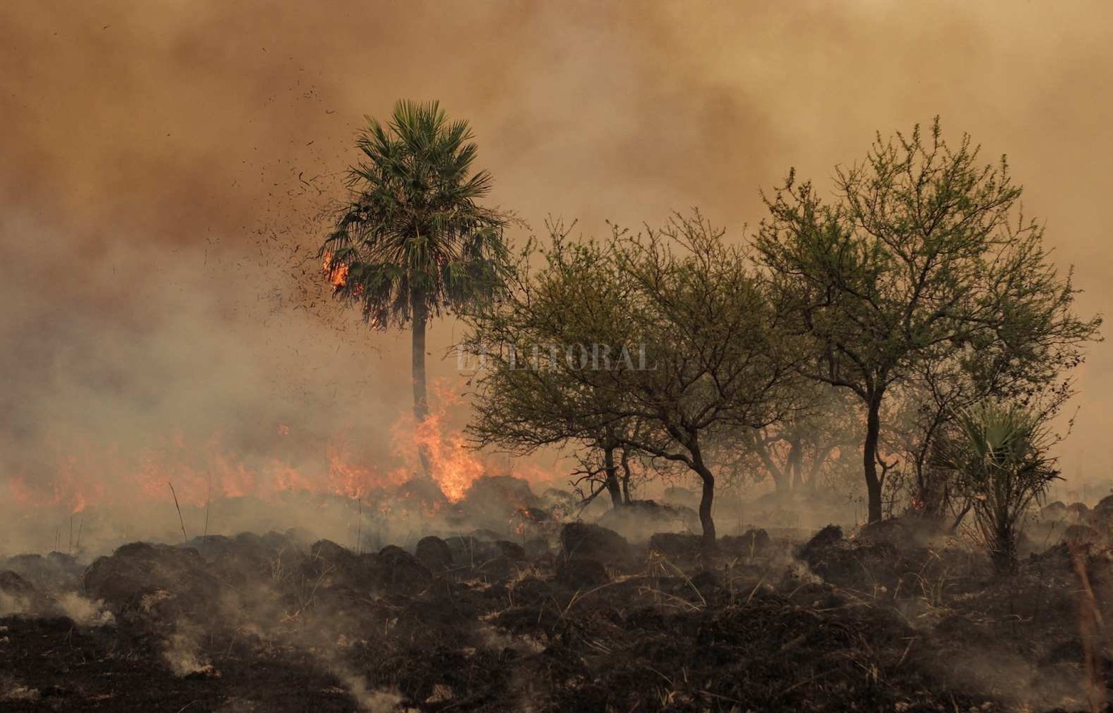 Los incendios en la provincia de Corrientes consumieron mas del 10 por ciento del territorio. Es una catástrofe ambiental y productiva.