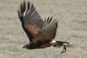 Guillermo Di Salvatore Las aves rapaces están totalmente adiestradas. Harán su trabajo por la mañana temprano y a la siesta.