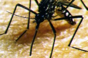 ELLITORAL_13016 |  Archivo El Litoral