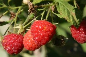 Amancio Alem Siete hectáreas de frambuesas se implantaron en las quintas de la zona de Coronda que, en este momento, están en plena cosecha.